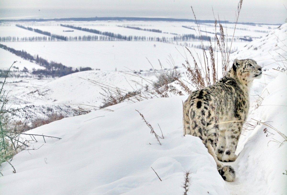 Snow leopard